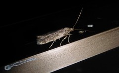 Phaeosaces apocrypta