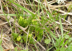Lomatium bradshawii