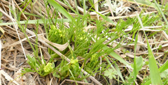 Lomatium bradshawii