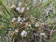 Epacris pulchella