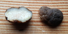 Tuber gibbosum