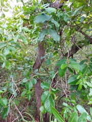 Annona crassiflora