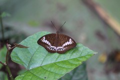 Tanaecia trigerta singoradja