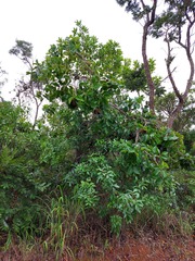 Annona crassiflora