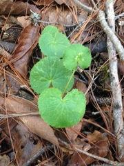 Micropleura renifolia