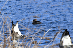 Lophodytes cucullatus