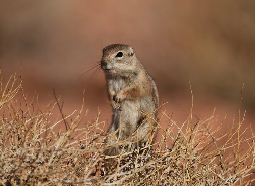White-tailed Antelope Squirrel photographed in Nevada