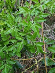 Serjania brachycarpa