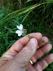 Oenothera hispida