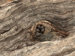 Austroplebeia