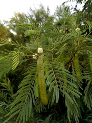 Leucaena pulverulenta