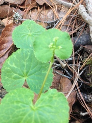 Micropleura renifolia