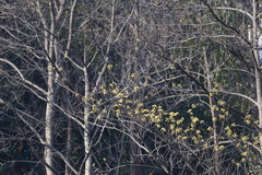 Chimonanthus praecox