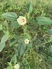 Hibiscus rhabdotospermus