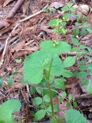 Micropleura renifolia