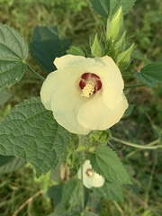 Hibiscus rhabdotospermus