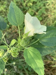 Hibiscus rhabdotospermus
