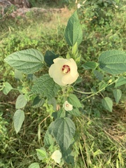 Hibiscus rhabdotospermus