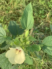 Hibiscus rhabdotospermus