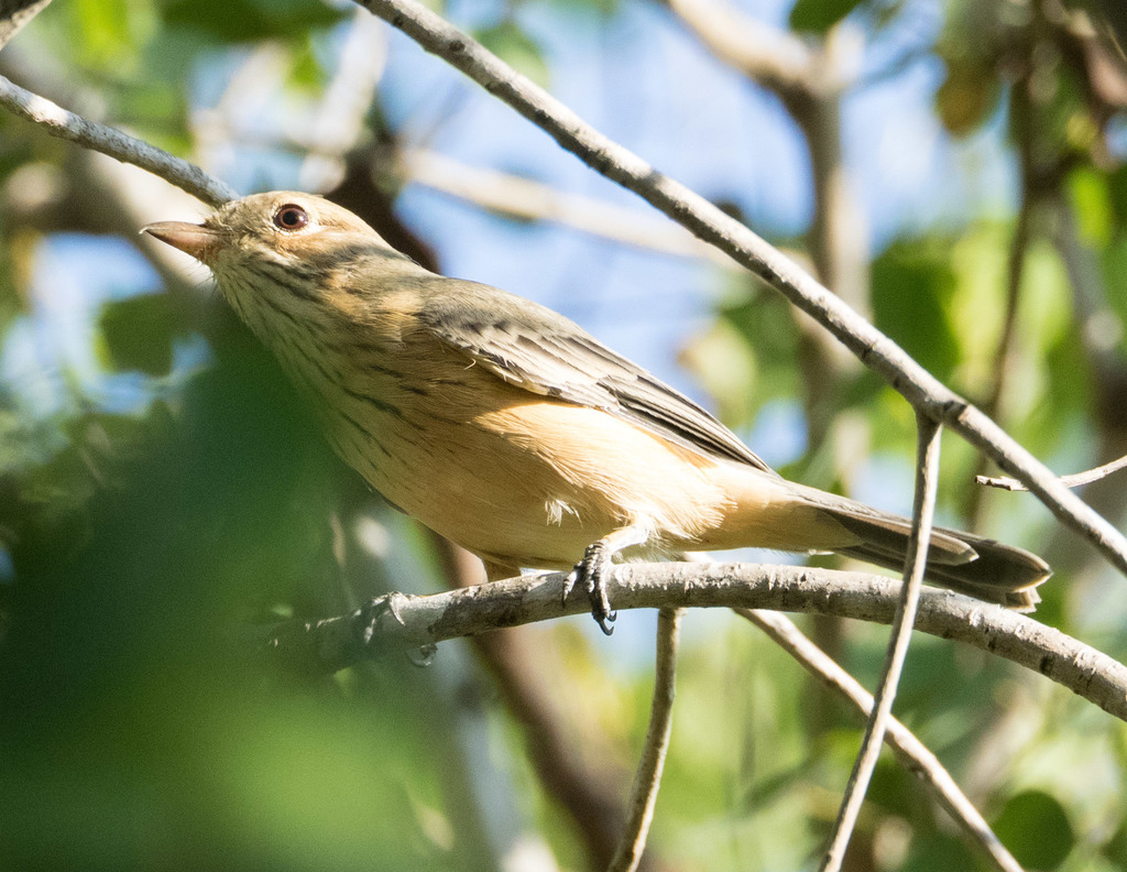 Rufous Whistler