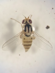 Chloromerus