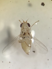 Chloromerus