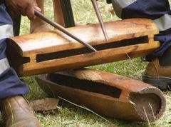 Calophyllum inophyllum