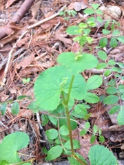Micropleura renifolia