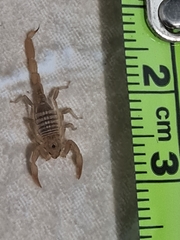 Paravaejovis spinigerus