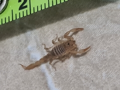 Paravaejovis spinigerus