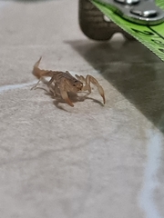 Paravaejovis spinigerus