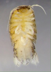 Tachaea caridophaga