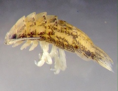 Tachaea caridophaga