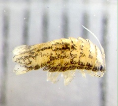 Tachaea caridophaga