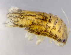 Tachaea caridophaga