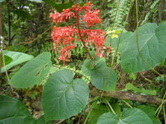 Clerodendrum buchananii