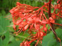 Clerodendrum buchananii