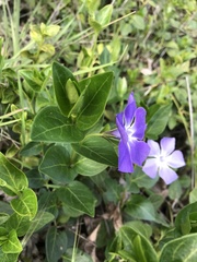 Vinca major