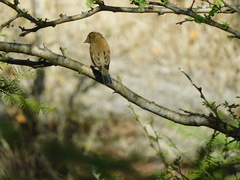 Passerina versicolor