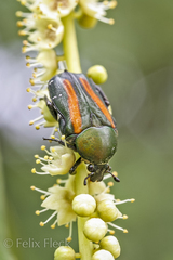 Glycyphana festiva