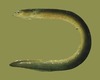 Indonesian Shortfin Eel - Photo (c) FishWise Professional, some rights reserved (CC BY-NC-SA)