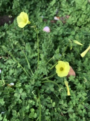 Oxalis pes-caprae