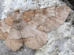 Rikiosatoa grisea