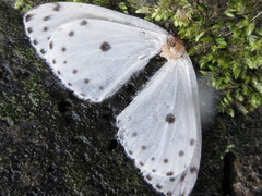 Naxa seriaria
