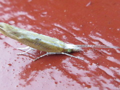 Ypsolopha blandella