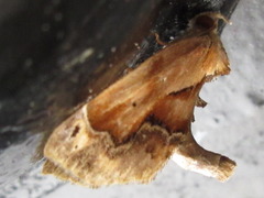 Lophomilia polybapta