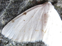Lomographa bimaculata