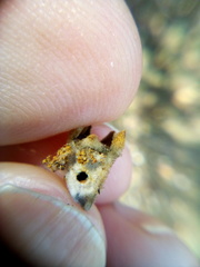 Argyroploce chlorosaris