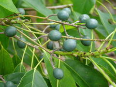 Elaeocarpus floridanus