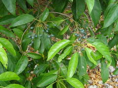 Elaeocarpus floridanus